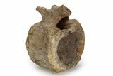 Hadrosaur (Edmontosaurus) Caudal Vertebra - Wyoming #356947-2